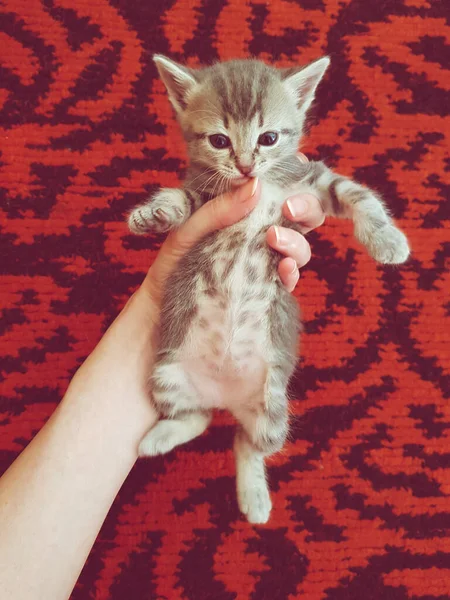 Cute Gray Kitten Female Hand Red Carpet — Stock Photo, Image