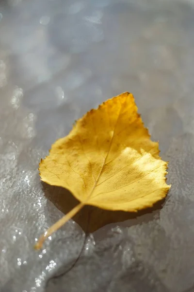 Χρυσό Φθινοπωρινό Φύλλο Σημύδας Ένα Ηλιόλουστο Γυάλινο Τραπέζι — Φωτογραφία Αρχείου