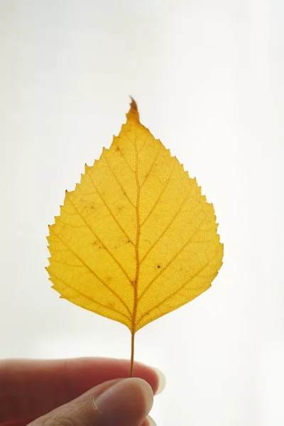 Piękny Żółty Jesienny Liść Brzozy Kobiecych Palcach — Zdjęcie stockowe