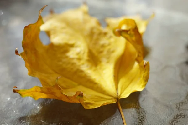 Ξηρό Φθινοπωρινό Κίτρινο Φύλλο Λευκάκανθου Γυάλινο Τραπέζι — Φωτογραφία Αρχείου