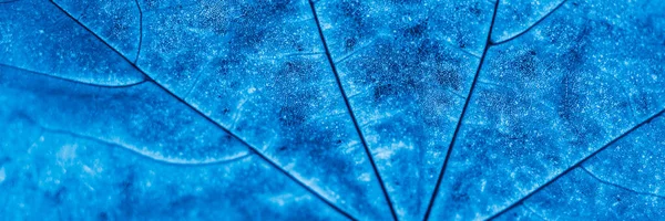 閉じるメイプルの葉 深い青のアート写真 — ストック写真