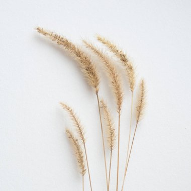 Beyaz desenli masadaki bitkilerle botanik çiçek kompozisyonu.