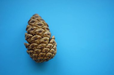 Mavi kağıt masadaki bir kozalak..