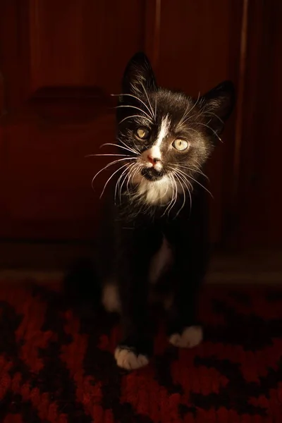 Zwart Met Witte Bont Marquis Kitten Zit Een Zonnige Kamer — Stockfoto