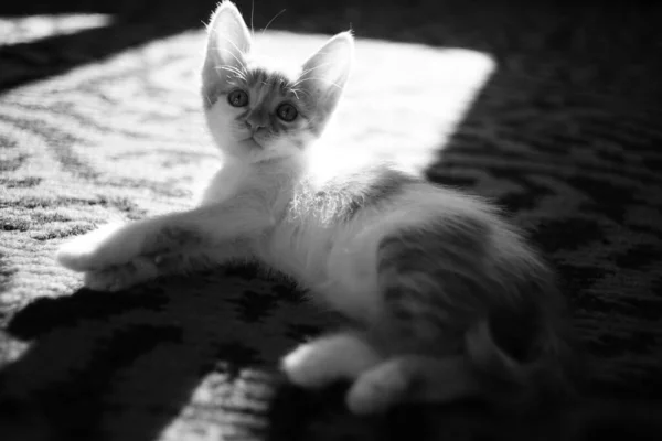 Lindo Gatito Descansar Alfombra Soleada Animales Domésticos Encantadores Foto —  Fotos de Stock