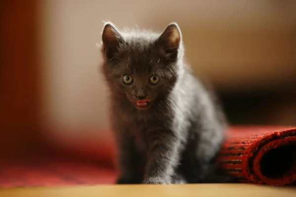 Piękny Puszysty Ciemnoszary Kotek Siedzi Sam Czerwonym Dywanie Młody Kot — Zdjęcie stockowe