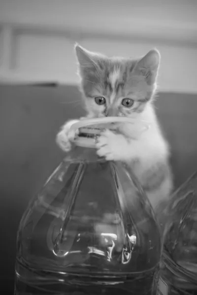 Grappig Katje Spelen Een Vijf Liter Fles Water Foto Van — Stockfoto