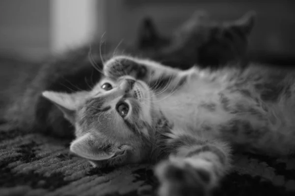 Mutlu Kedi Yavrusu Halıda Yatmaktan Hoşlanıyor Sevimli Evcil Hayvanlar Fotoğrafı — Stok fotoğraf