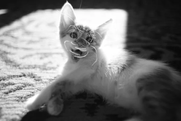 小猫咪在阳光灿烂的地毯上大摇大摆地打呵欠 有趣的家畜猫打呵欠 Bw照片 — 图库照片