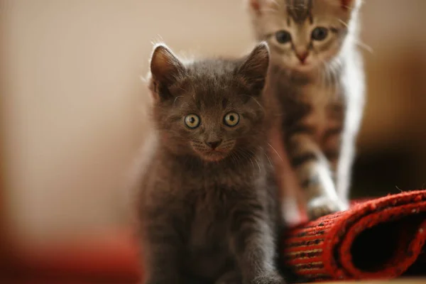 Two Lovely Grey Kittens Sits Red Carpet Floor — Stock Photo, Image