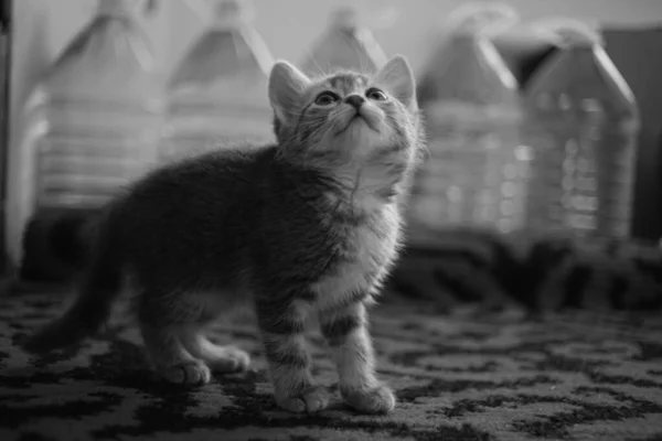 Fluffy Kitten Lopen Het Tapijt Tegen Achtergrond Van Een Rij — Stockfoto