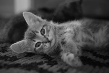 Halıda tatlı kedi yavrusu dinleniyor. Sevimli evcil hayvanlar. BW fotoğrafı.