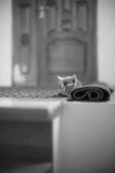 Cute Tabby Kitten Sleeps Room Animal Baby Sleep Photo — Stock Photo, Image