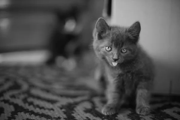 可爱的小灰猫坐在地毯上 露出舌头 有趣的家养动物肖像 — 图库照片