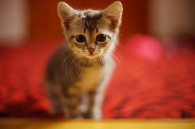 Güzel kaplumbağa kedi portresi kırmızı halıda.
