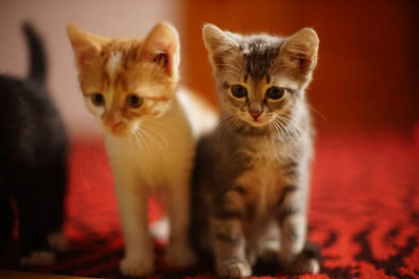 Two Lovely Kittens Portrait Red Carpet Turtle Ginger Kitten — Stock Photo, Image