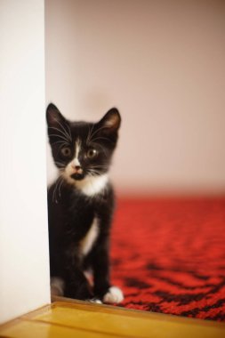 Siyah beyaz kedi yavrusu kırmızı halıda yürür..