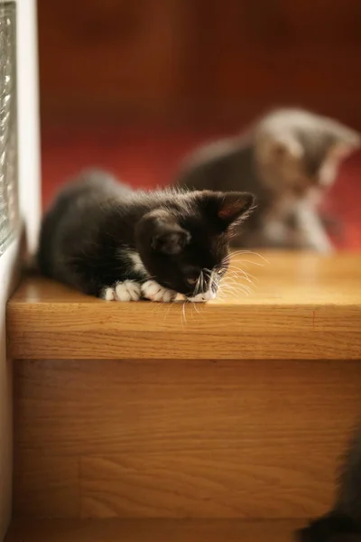 고양이와 고양이가 의나무 계단을 다닌다 — 스톡 사진