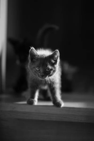 可爱的绒毛猫 家养动物肖像 Bw照片 — 图库照片