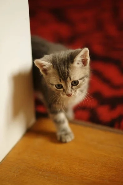 レッドカーペットの近くの木製の階段で素敵な灰色のふわふわの子猫 家畜肖像画 — ストック写真