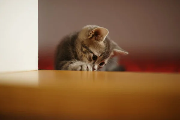 Kucing Cantik Berbulu Bermain Tangga Kayu Potret Hewan Domestik — Stok Foto