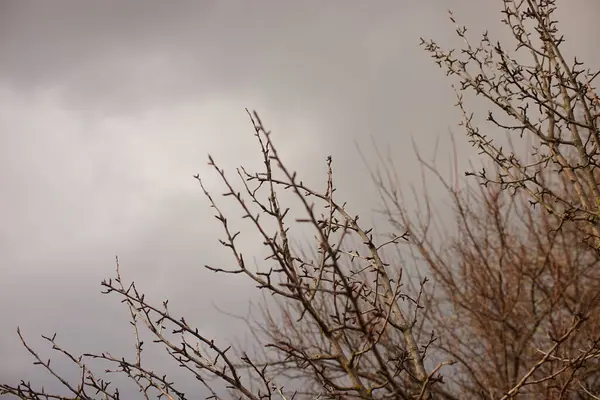 灰色の曇りの空に裸の木の枝 — ストック写真