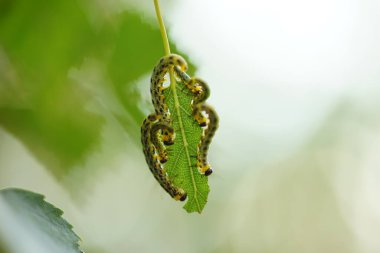 Aç yeşil tırtıllar ağaçta yeşil huş yaprağı yerler..