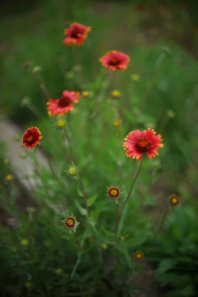 Red Flowers Gaillardia Lush Green Leaves Grow Summer Garden Art — Stock Photo, Image