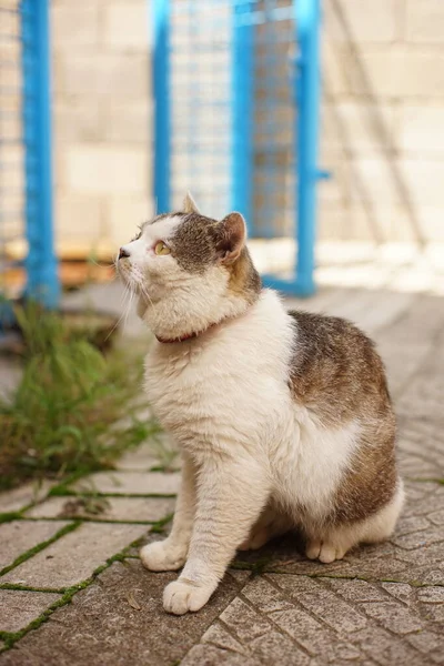 Retrato Gato Gordo Sentado Jardim Verão Bonito Animal Estimação — Fotografia de Stock