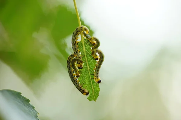 空腹の緑の毛虫は木の上で緑の白樺の葉を食べる — ストック写真