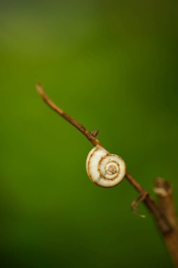 Yeşil bokeh ile bir yaz bahçesinde ince kahverengi bir dalda salyangoz kabuğu.
