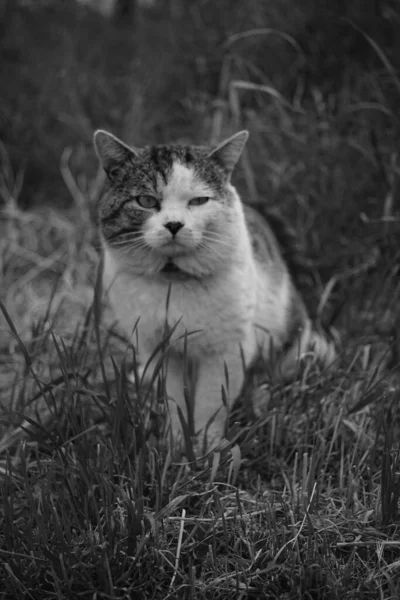 Retrato Gato Triste Adorável Descansando Uma Grama Verão Alta Foto — Fotografia de Stock