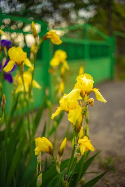 Flores Íris Amarelas Que Crescem Jardim Primavera Cerca Verde Rural — Fotografia de Stock