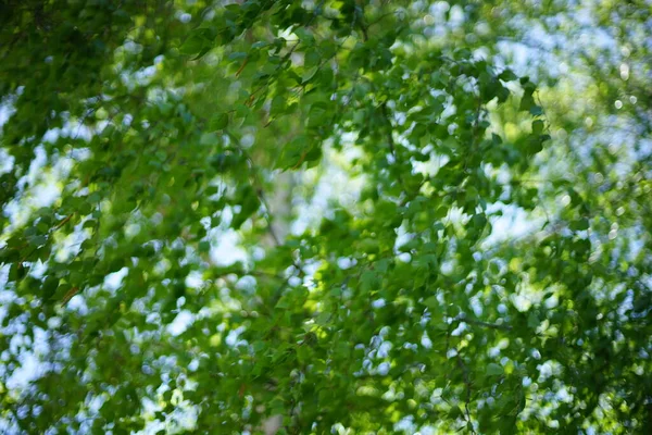 Árbol Abedul Borroso Con Hojas Verdes Ramas Delgadas Soleado Jardín — Foto de Stock