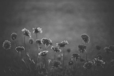 Çiçeklerin sıraları gri arka planda bulanık olarak yetişir. BW fotoğrafı.