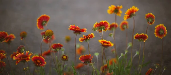 Fila Las Flores Rojas Gaillardia Crecen Sobre Fondo Gris Borroso — Foto de Stock