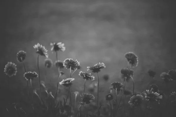 Row Flowers Gaillardia Grow Grey Blurred Background Photo — Stock Photo, Image