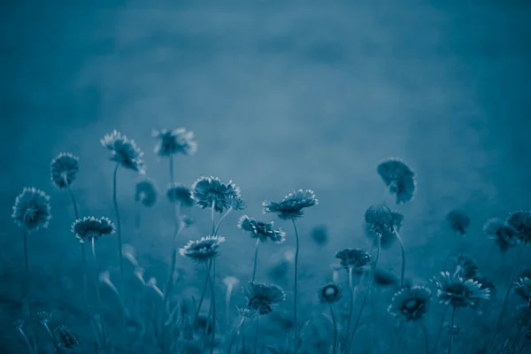 Fila Las Flores Gaillardia Crecen Fondo Borroso Foto Azul —  Fotos de Stock