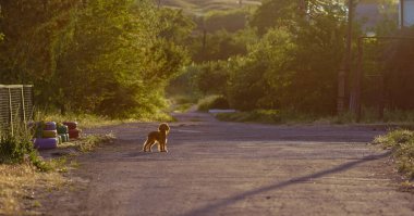 Kahverengi cocker spaniel Gün batımında yolda yürüyor.