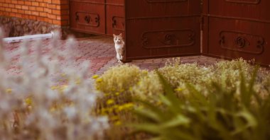 Kedi çiçeklerin arasında açık demir bir kapıda oturur. Pet misafirleri bekliyor.