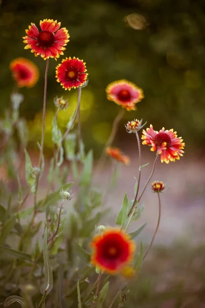 Narancs Virágok Rudbeckia Kertben — Stock Fotó