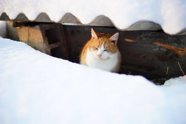 Bolyhos Vörös Macska Menedéket Talált Vidéki Télikertben — Stock Fotó