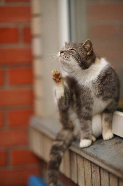 Kaplumbağa kabuğu kedi evin penceresinin önünde oturan pireleri tırmalıyor..