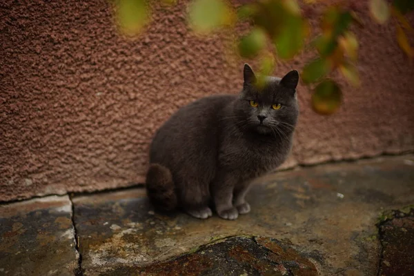 Szary Brytyjski Kot Siedzi Pobliżu Domu Pod Krzakiem Róży — Zdjęcie stockowe