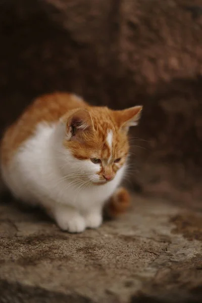 Vörös Fehér Cica Egy Kőlépcsőn Egy Macska Portréja Szabadban — Stock Fotó