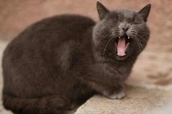 Porträt Einer Gähnenden Oder Brüllenden Grauen Britischen Katze Hof — Stockfoto