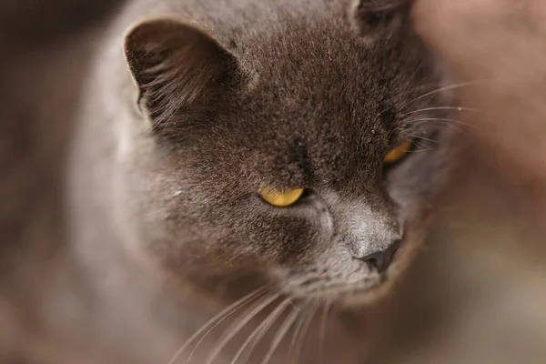 Close Face Gato Britânico Cinza — Fotografia de Stock