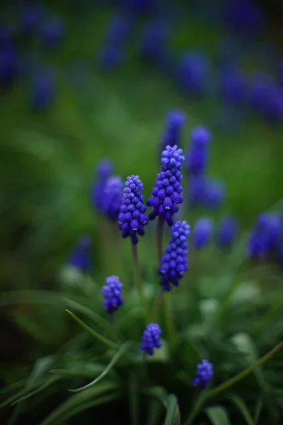 Las Pequeñas Flores Azules Crecen Parque Primavera Tarjeta Art — Foto de Stock