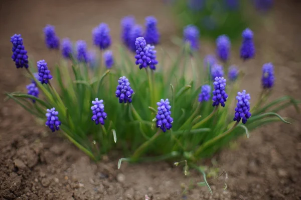 Flores Jacintos Uva Azul Com Pequenos Botões Redondos Crescem Jardim — Fotografia de Stock