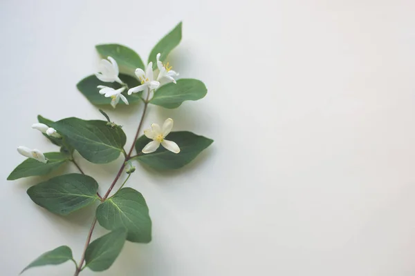 Beyaz Masanın Üzerinde Çiçek Açan Ağaç Dalı Olan Yaz Bitkisel — Stok fotoğraf